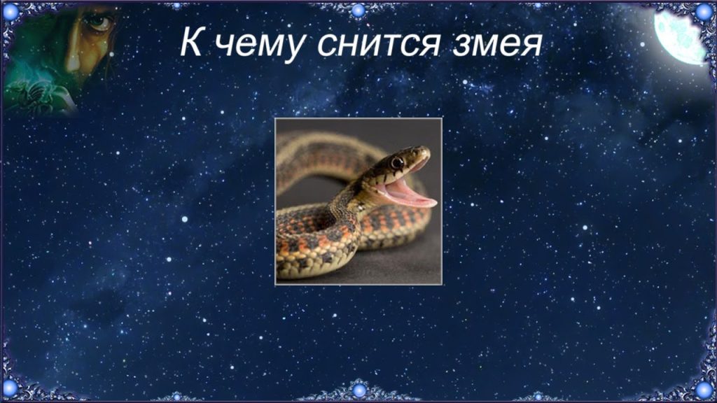 К Чему Снится Змея: Толкование и Значение Сновидения